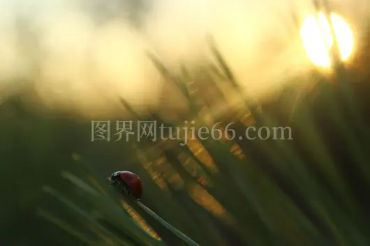 黄金时段七星瓢虫绿草聚焦摄影