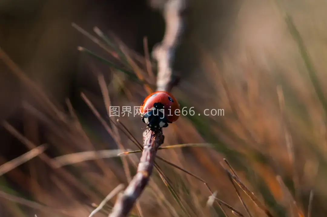 红色七星瓢虫树枝特写图片