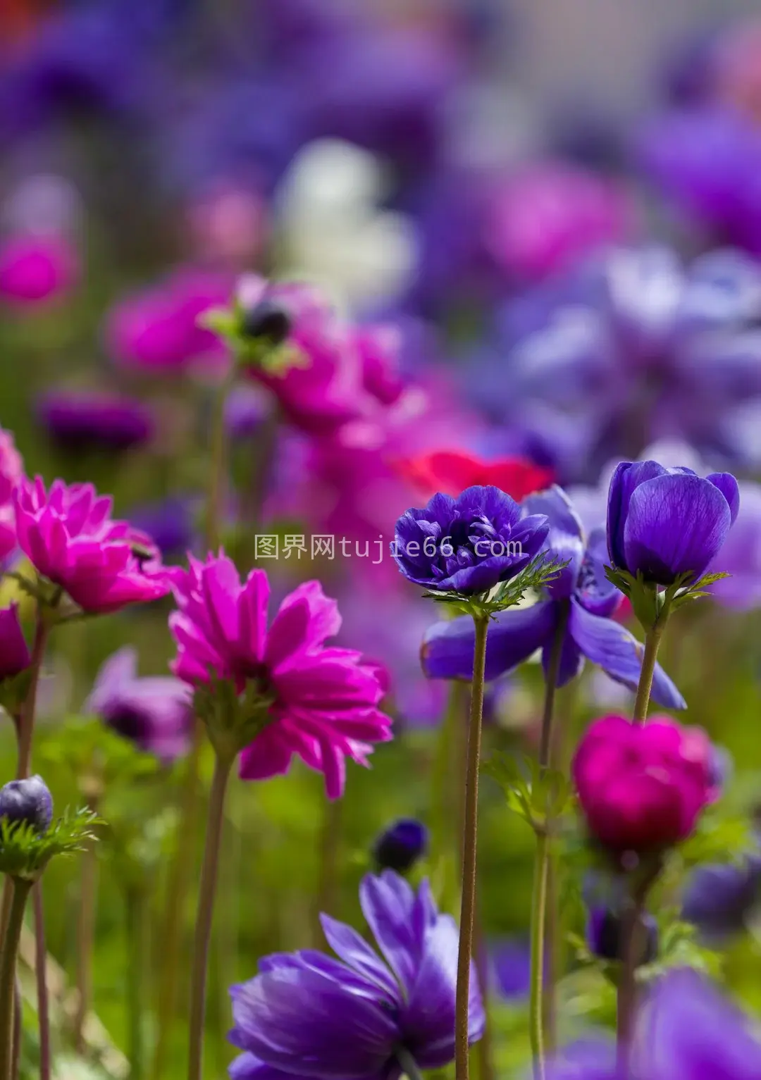 粉紫花朵映眼帘图片