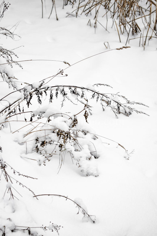 雪覆植物宁静冬景赫尔辛基