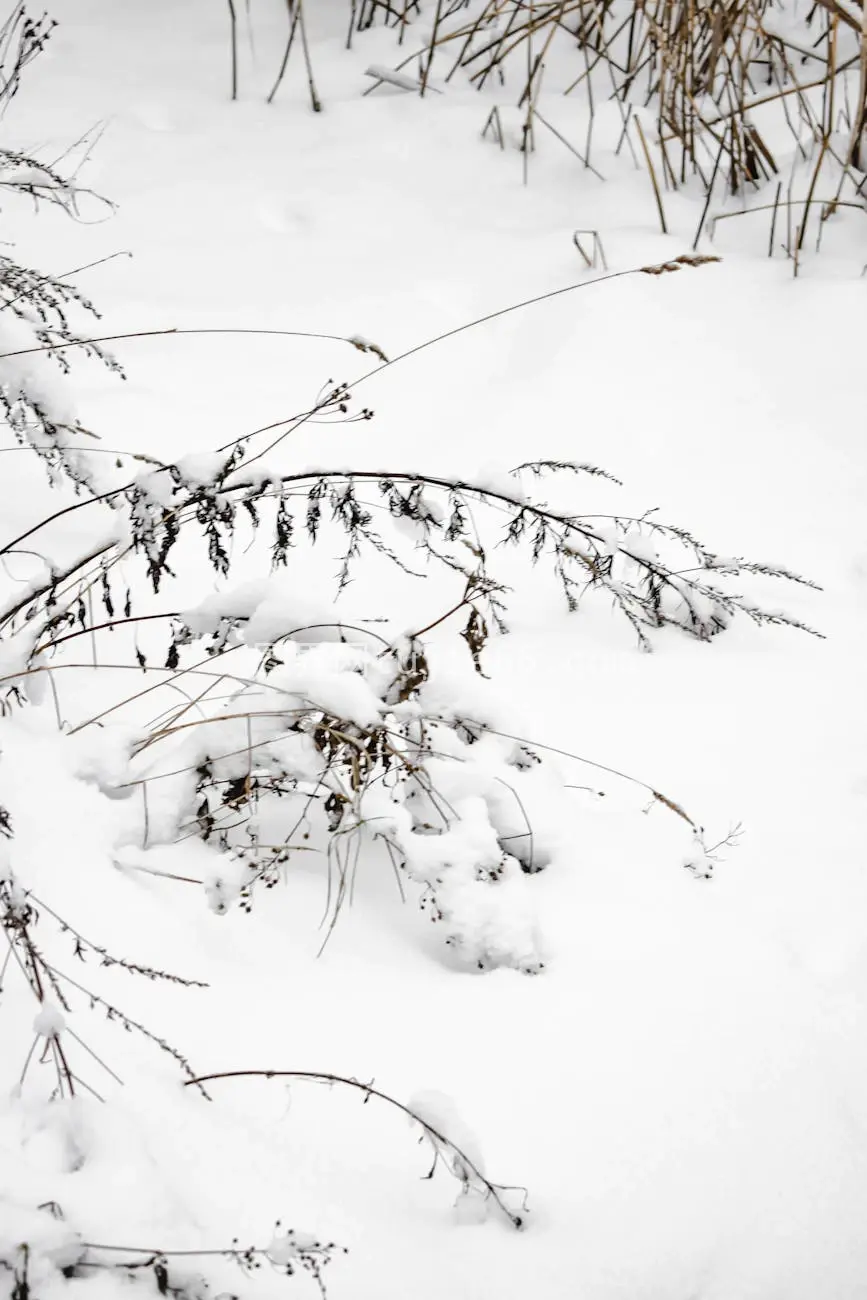 雪覆植物宁静冬景赫尔辛基图片