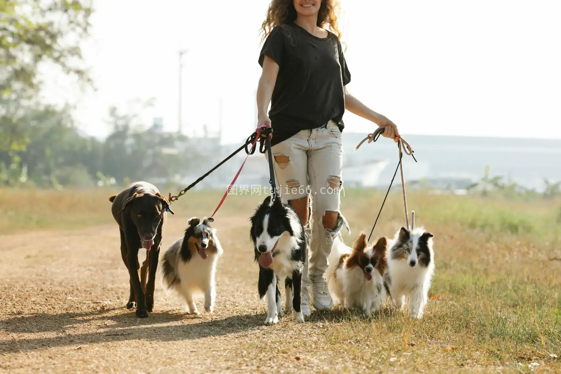 乡村绿道女性与犬漫步图片