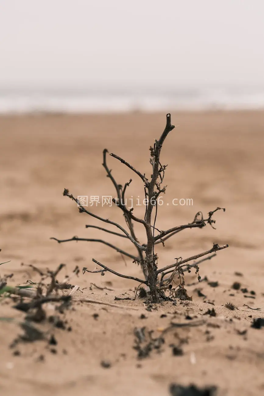 沙滩独树干燥无叶图片