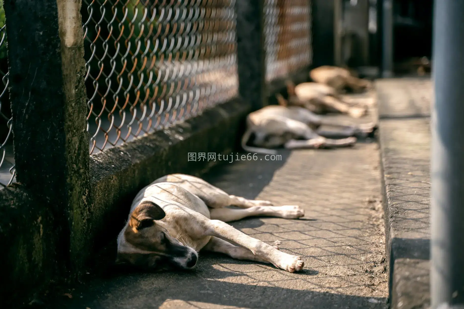 铁丝网旁悠闲流浪犬享受阳光图片