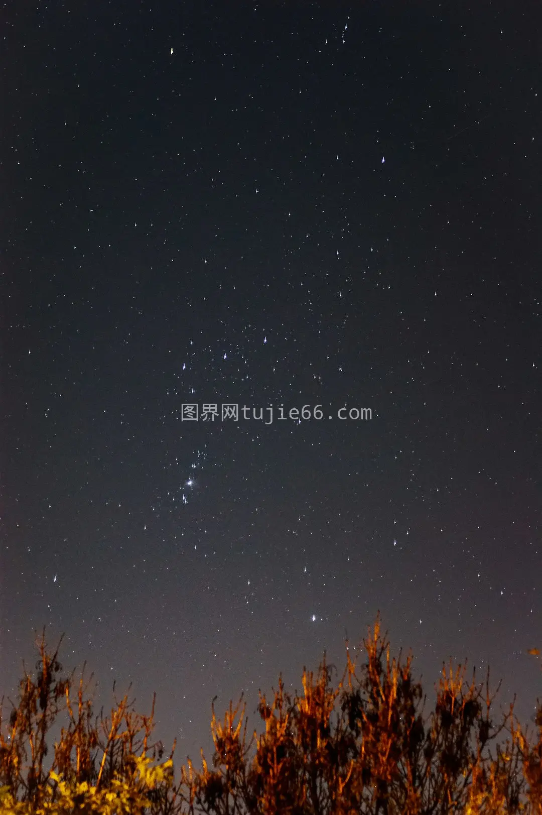 夜色繁星映棕色树影图片