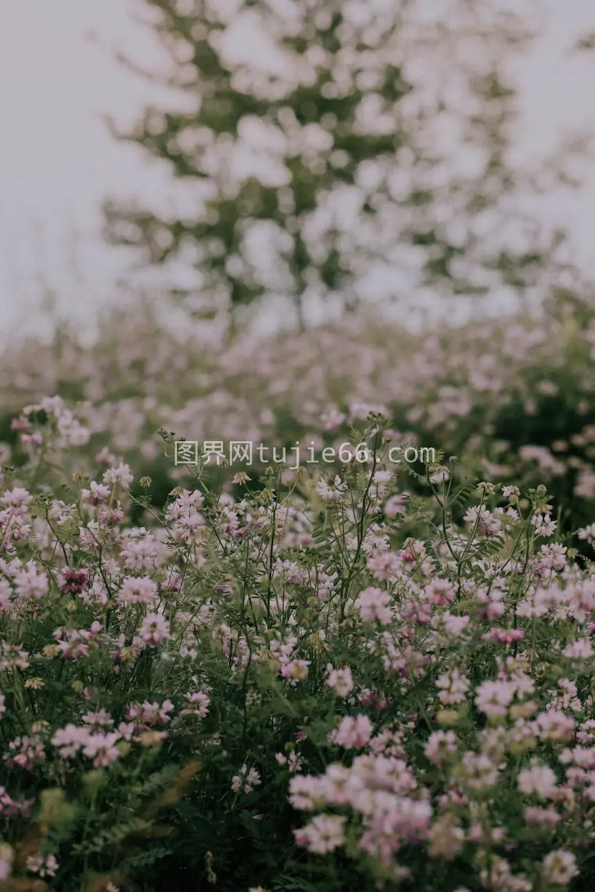 户外粉色野花草地盛景图片