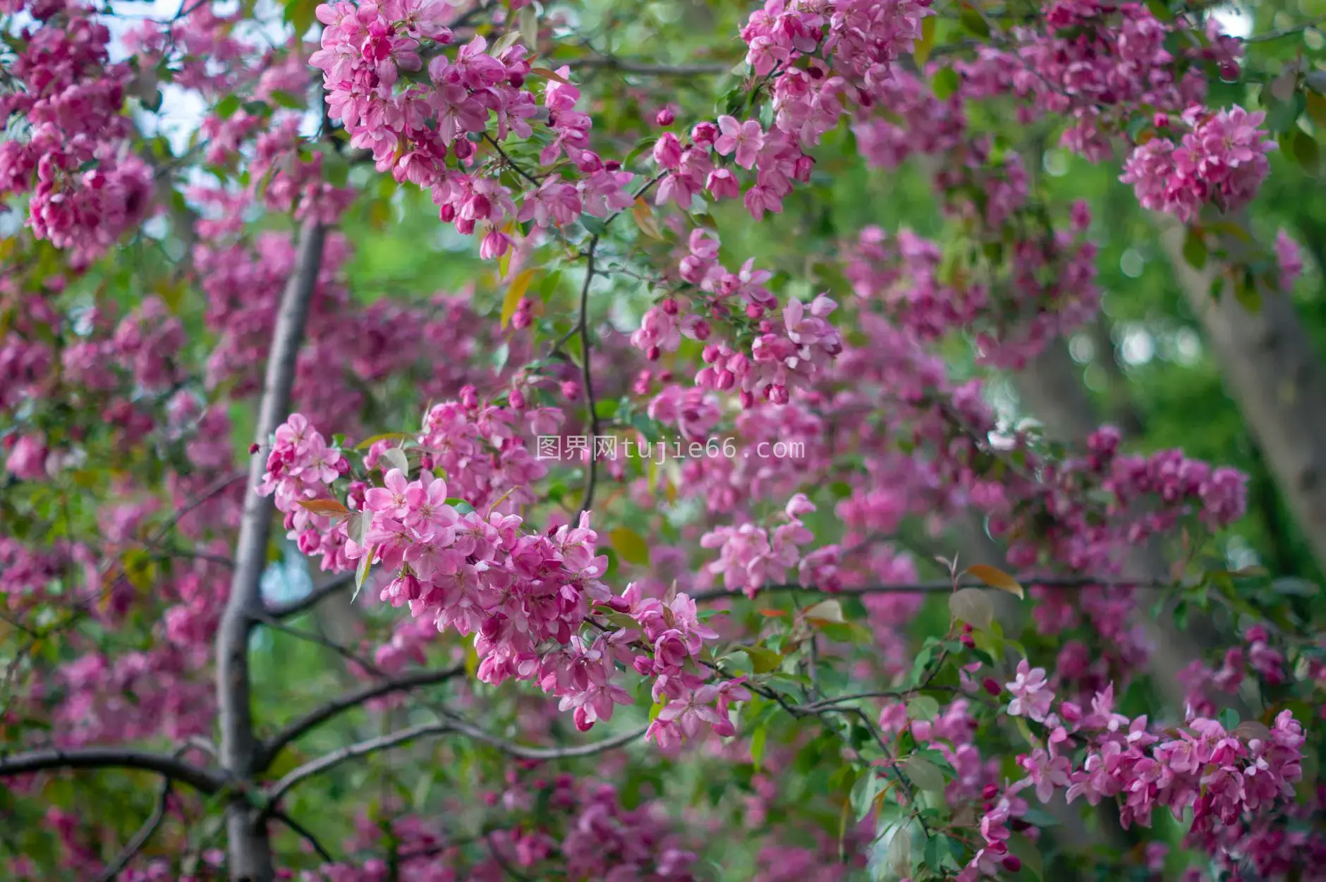 樱花特写映春辉图片