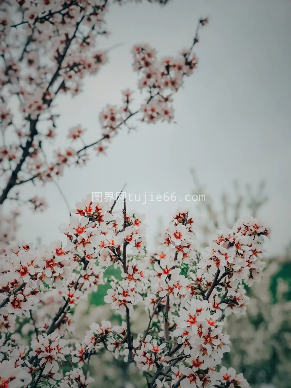 土耳其阿迪亚曼樱花春意盎然图片