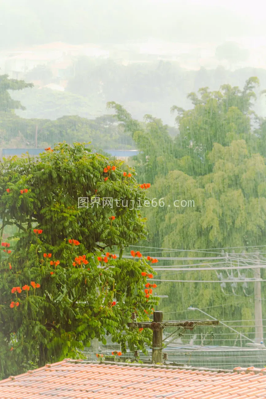 雨中屋顶视角橙色花朵图片