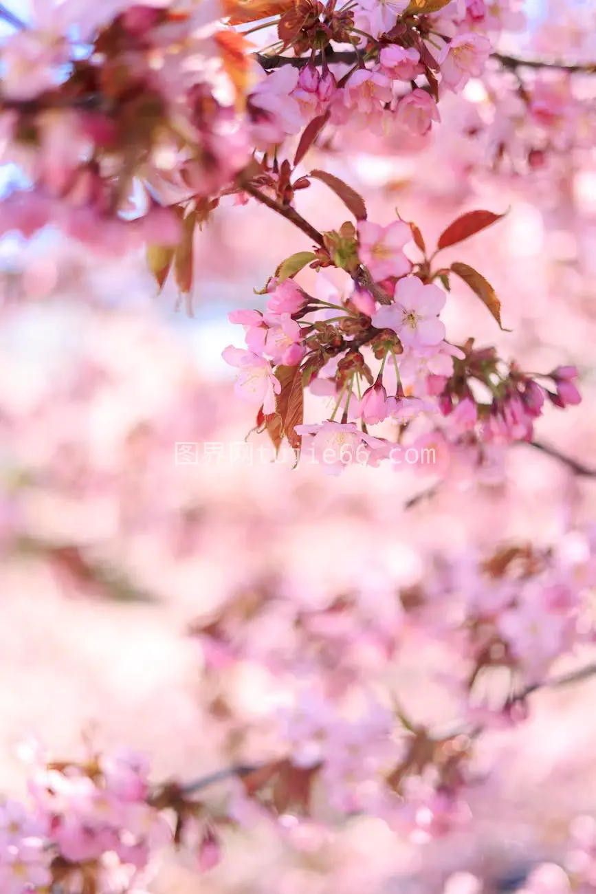 细腻樱花春之韵特写图片