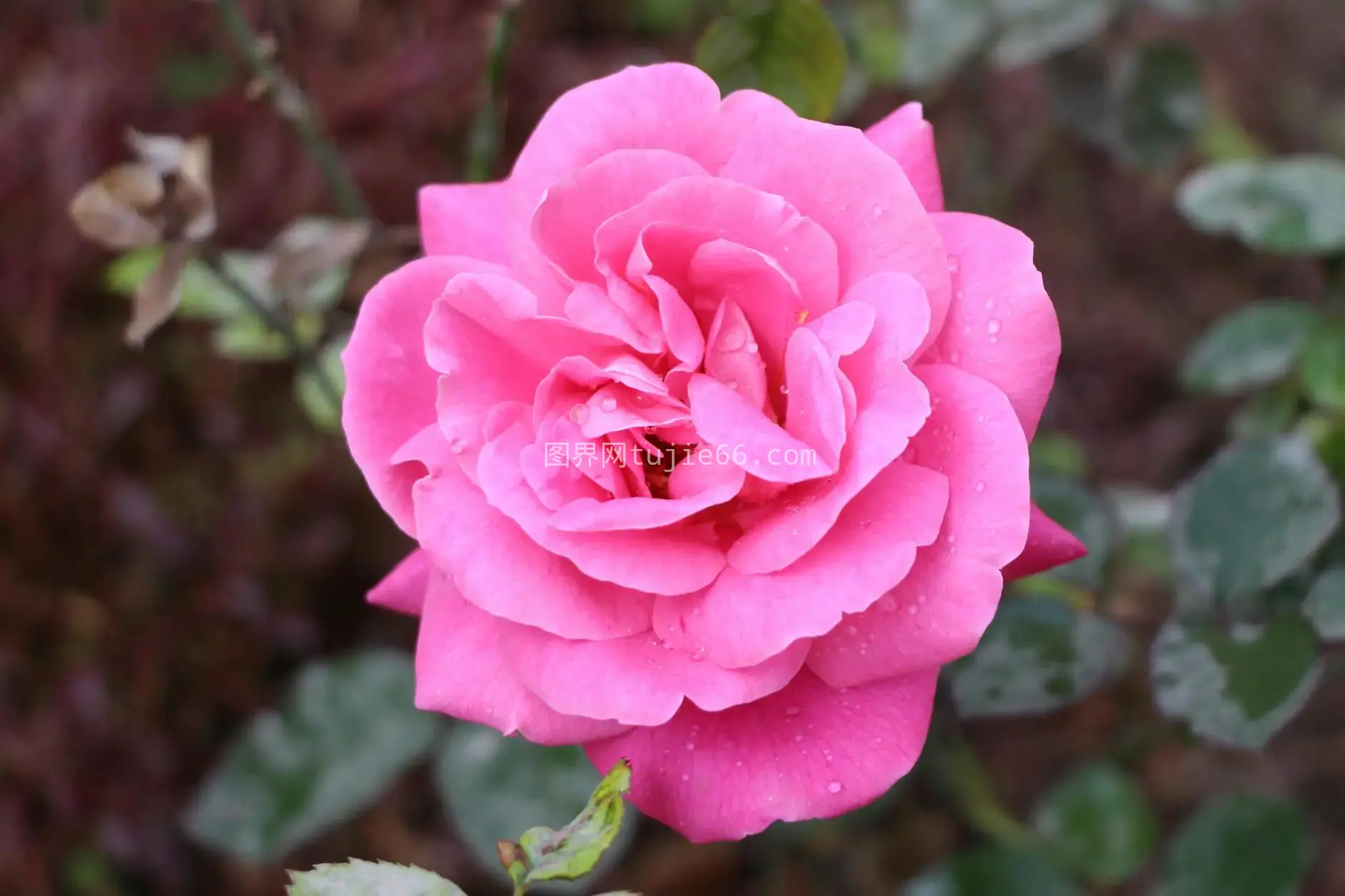 特写花园露珠玫瑰图片