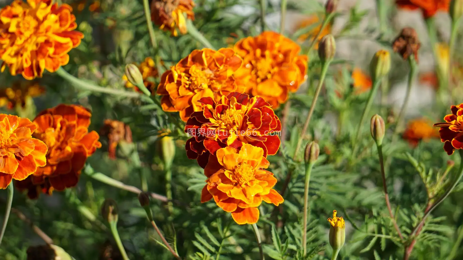 特写向日葵花明艳橙红图片