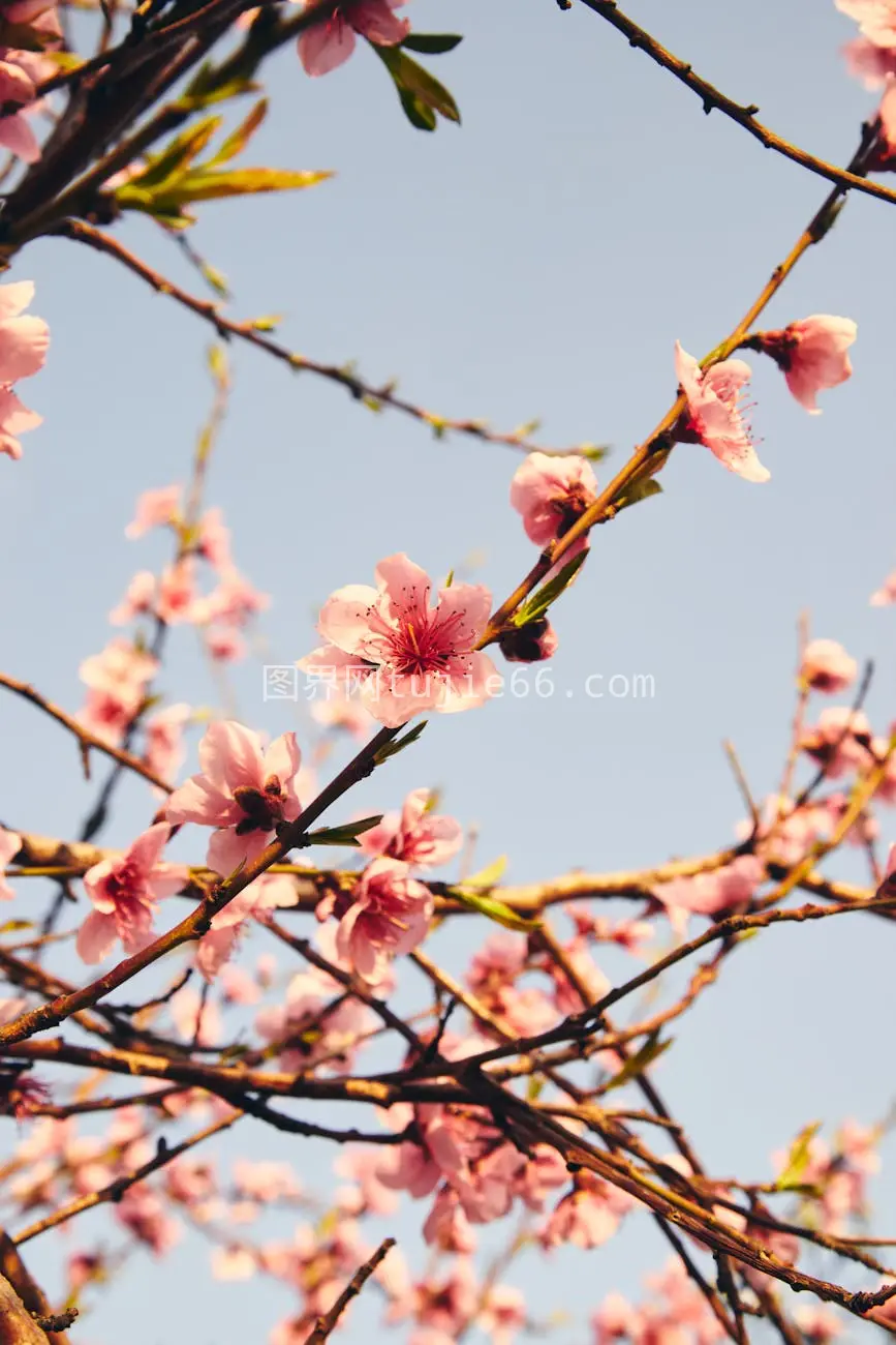 春日樱花绽放美丽景致图片