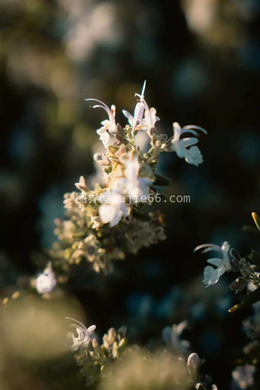 迷迭香花朵特写柔和自然光呈现细腻之美图片