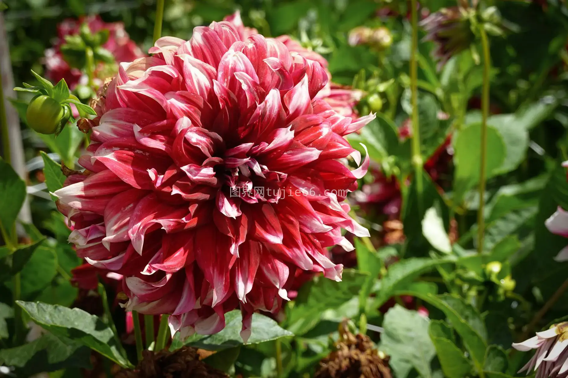 大丽花特写花瓣花园图片