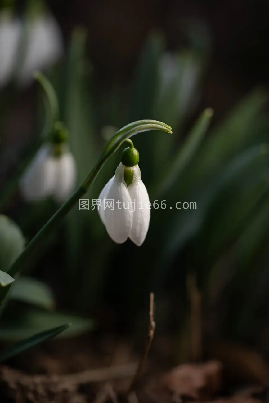 雪花莲春意盎然特写绿叶图片