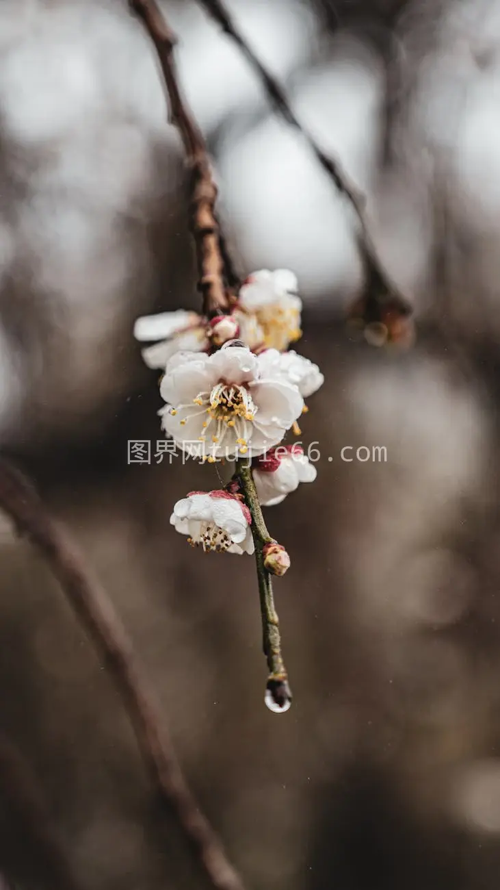 台湾桃花春景特写图片