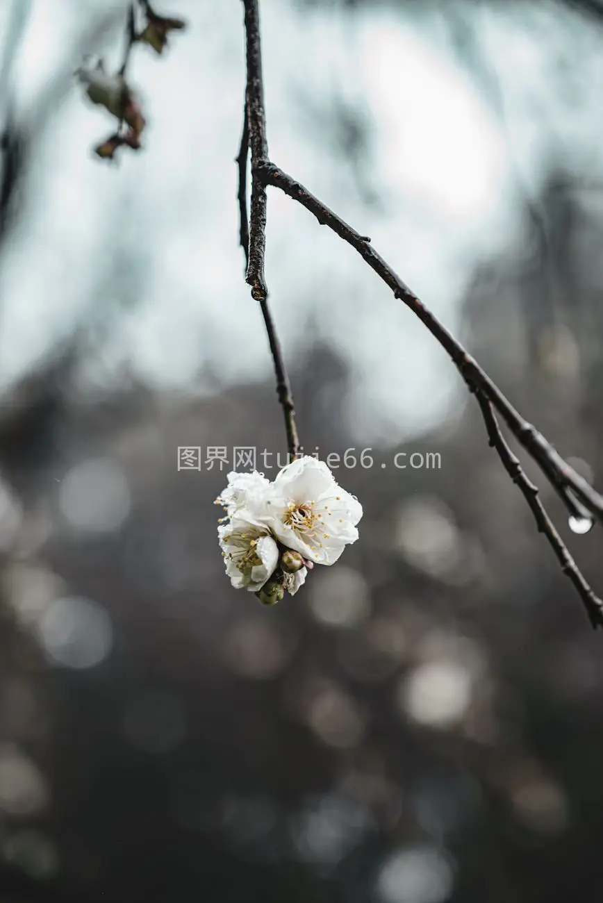 台湾特写白花露珠背景图片