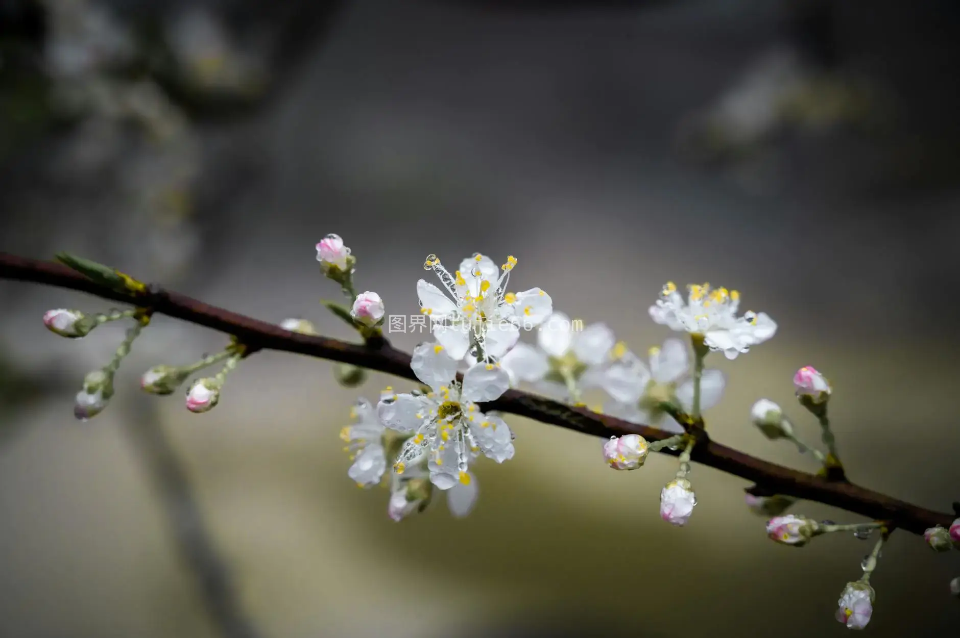 特写樱花露珠模糊背景图片