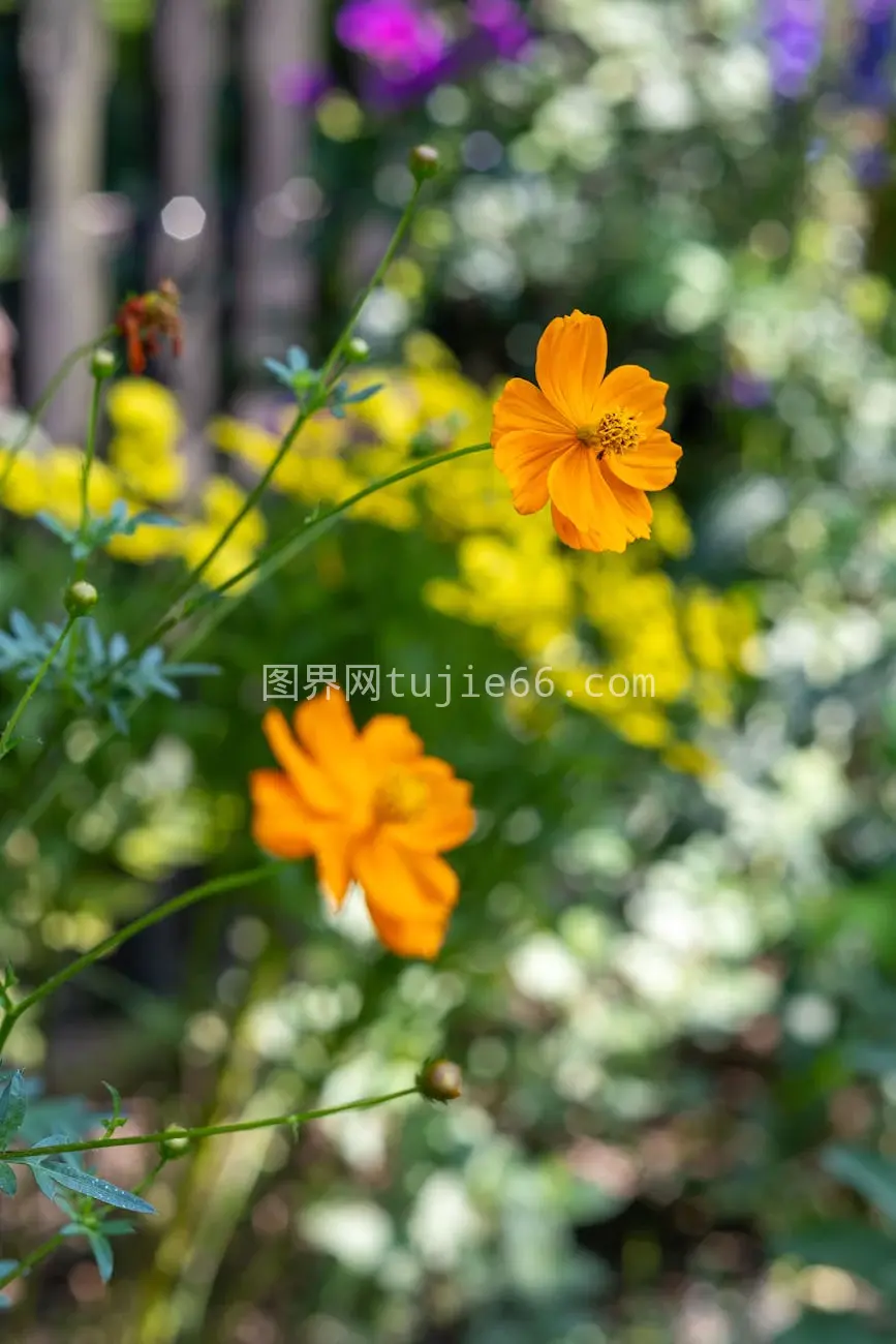 波兰花园橙色向日葵夏日盛开图片