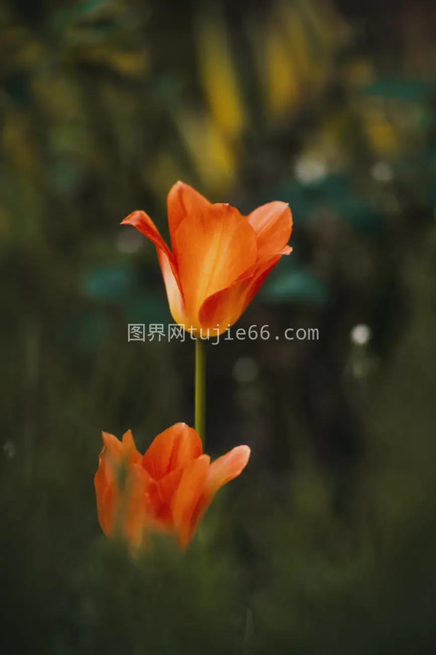 特写镜头下橙色郁金香花园绿意盎然图片