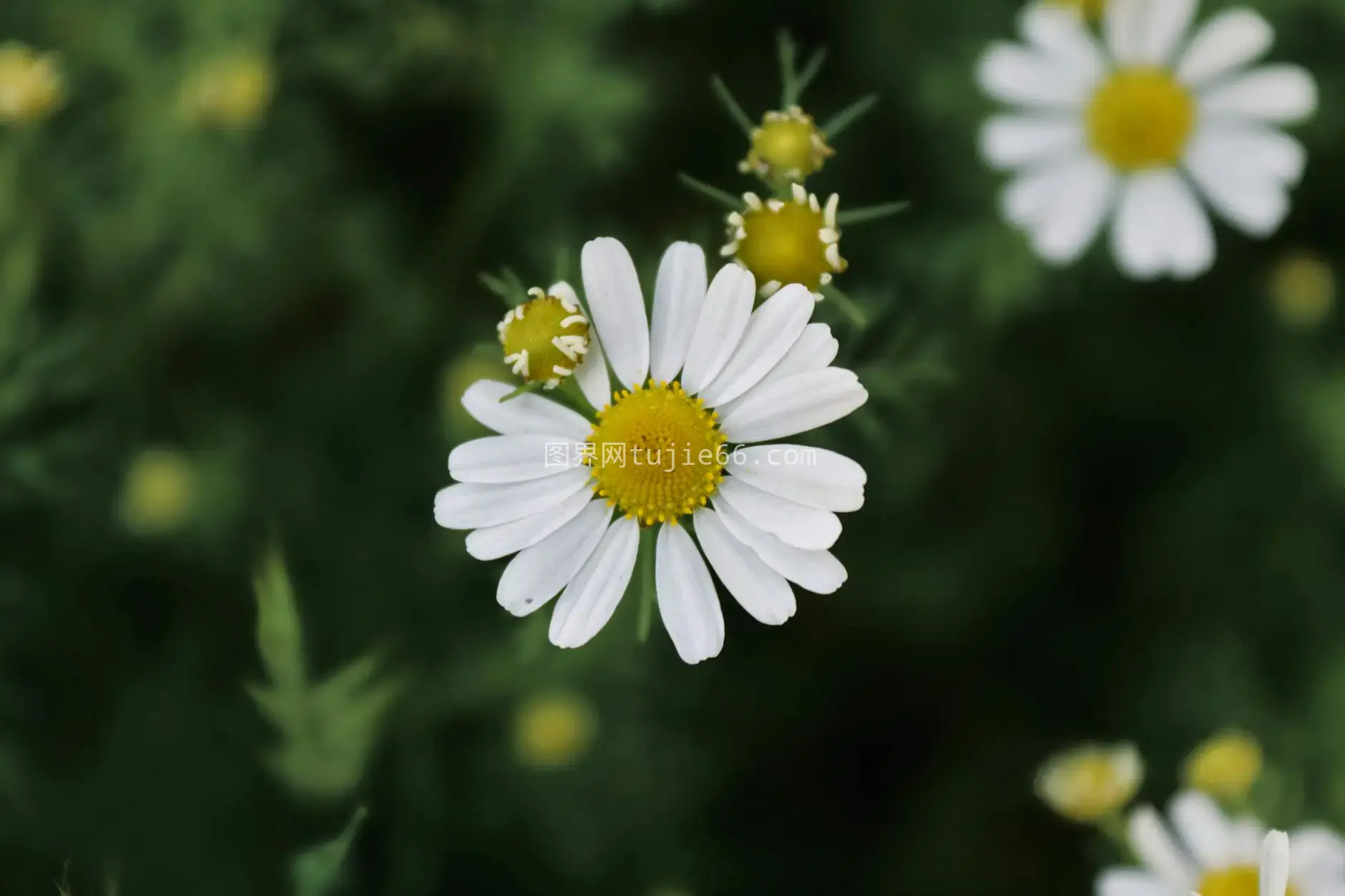 春花园洋甘菊特写图片