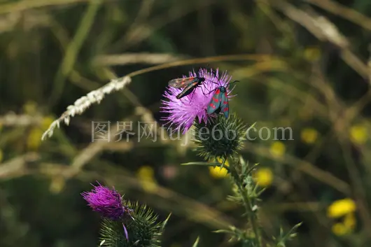 紫色蓟花特写昆虫映模糊背景