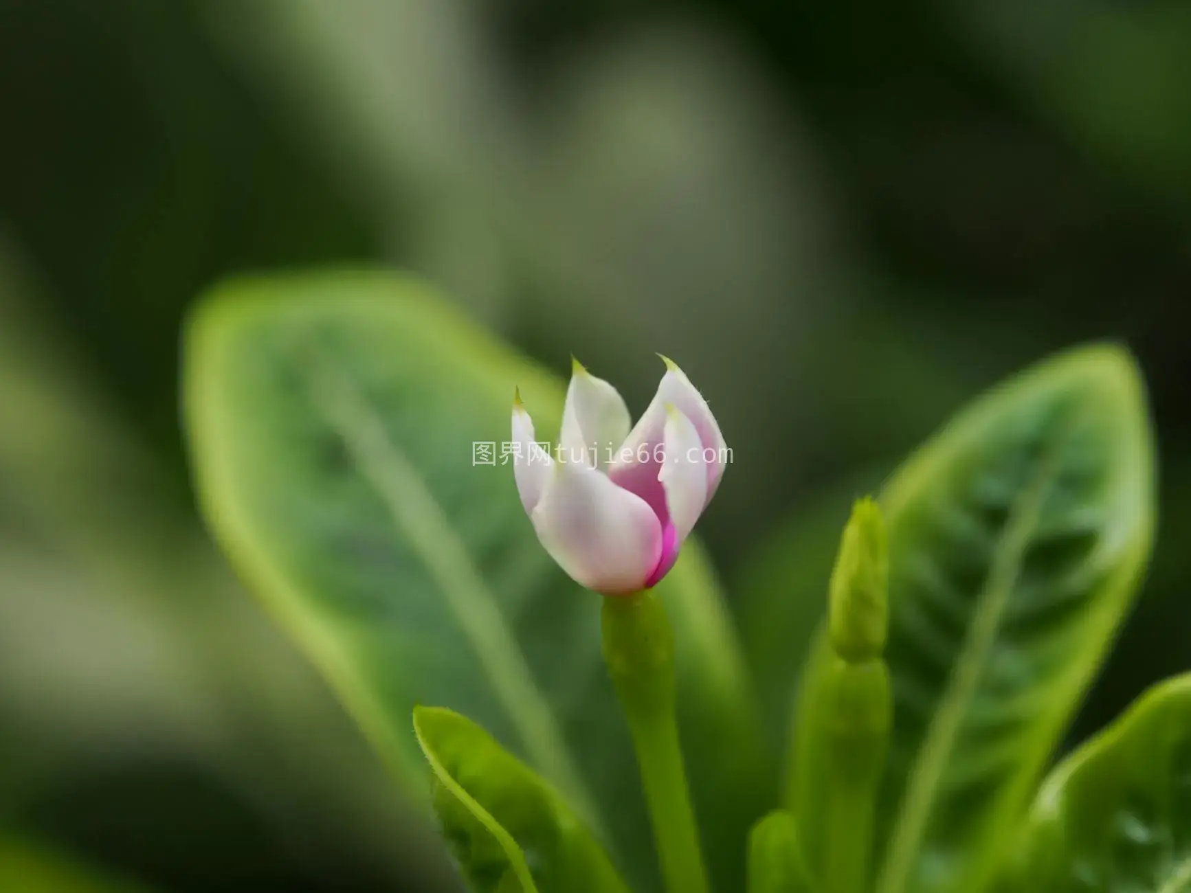 南雅加达花园粉色花蕾绿叶特写图片