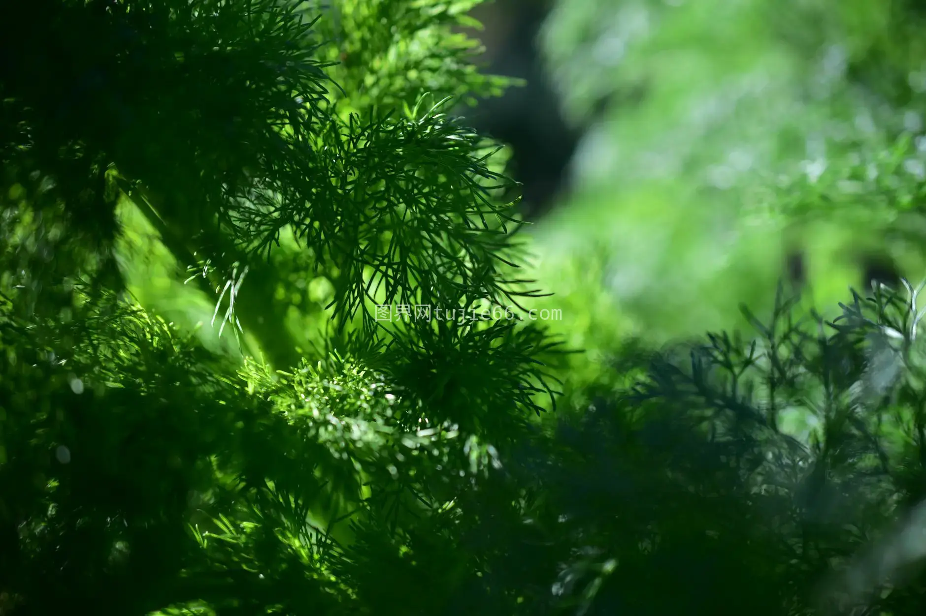 阳光下莳萝特写绿意盎然图片