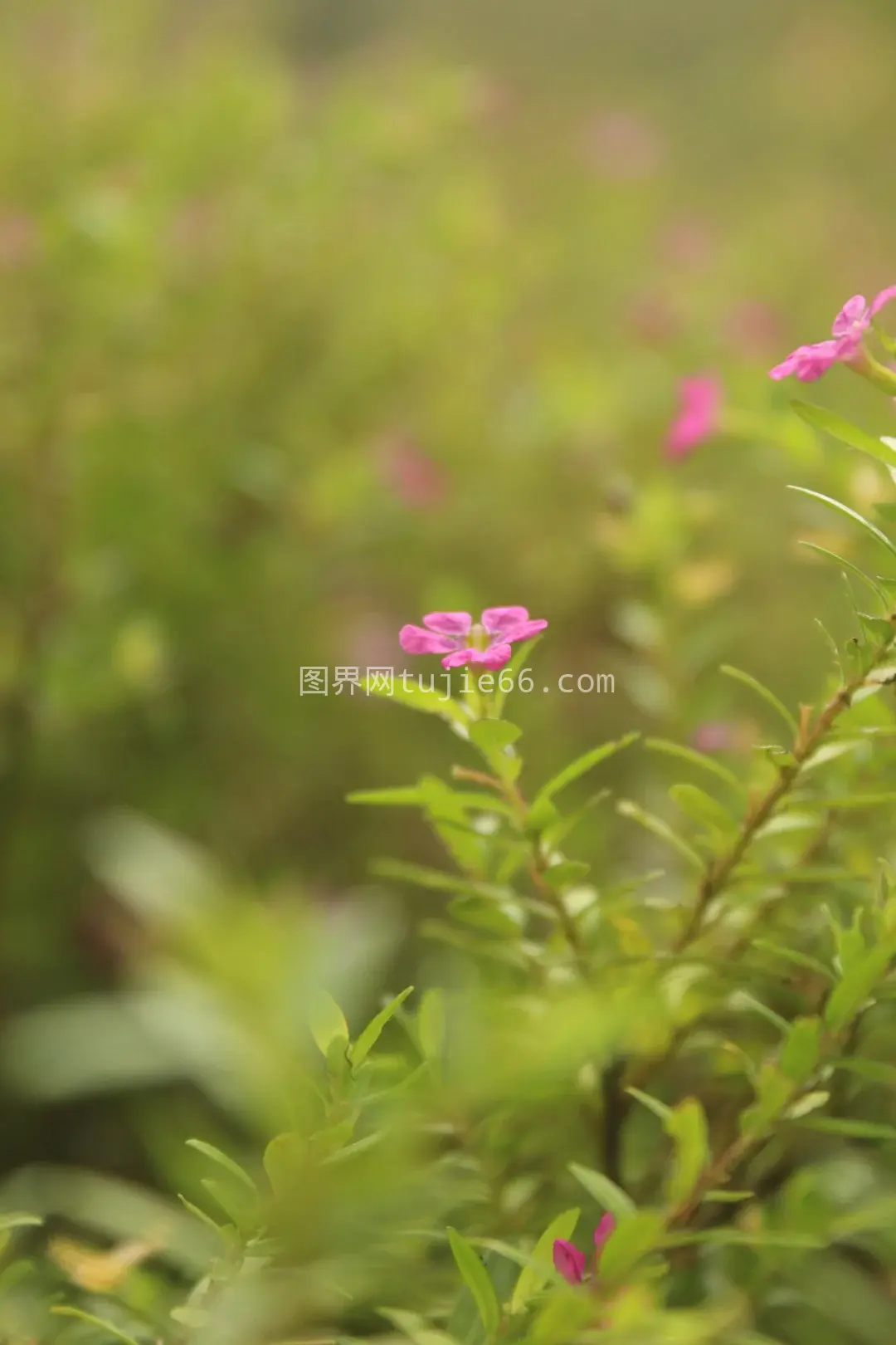 田野中粉色花朵特写图片