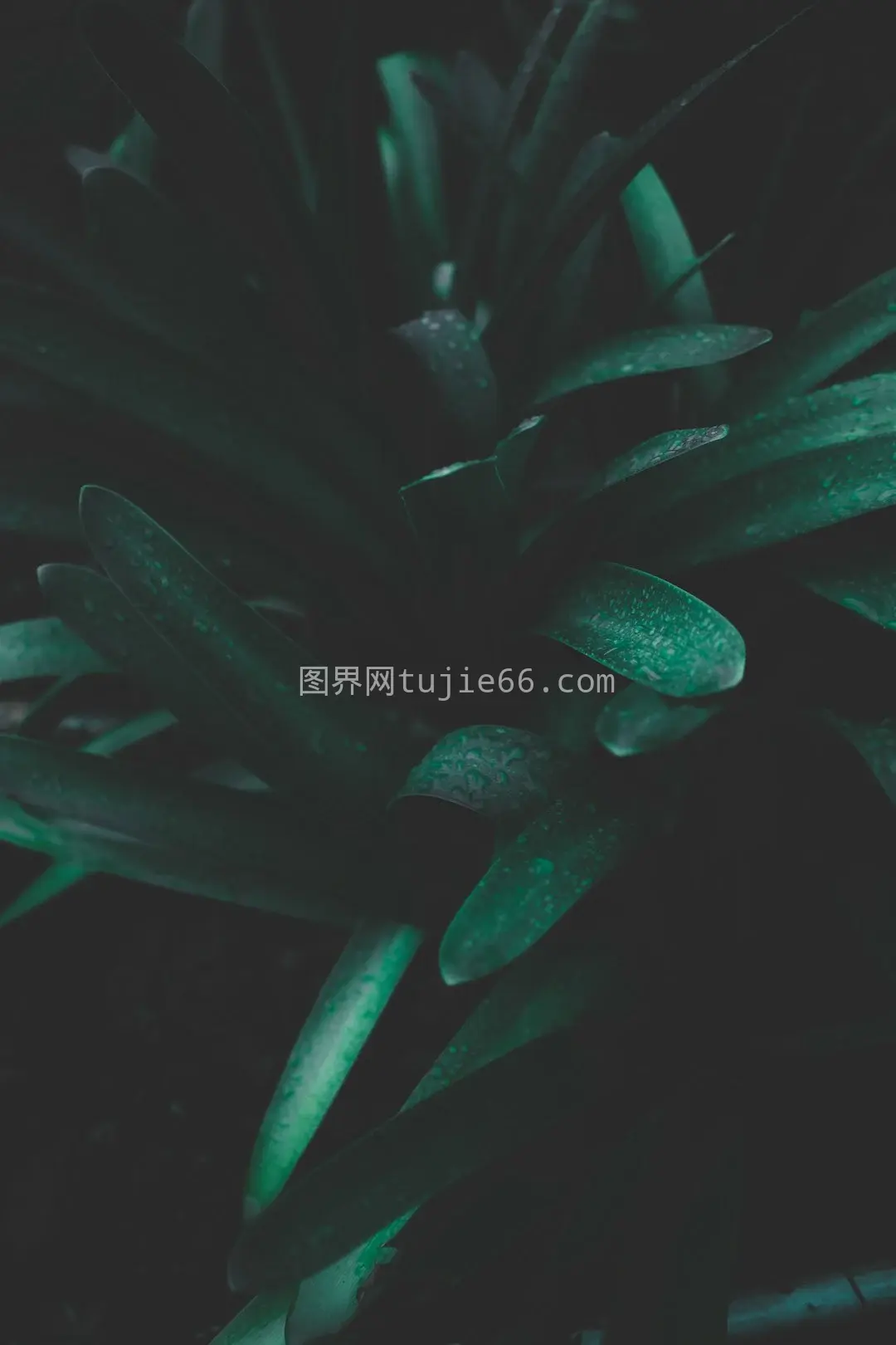 绿色蛇形植物展示照图片