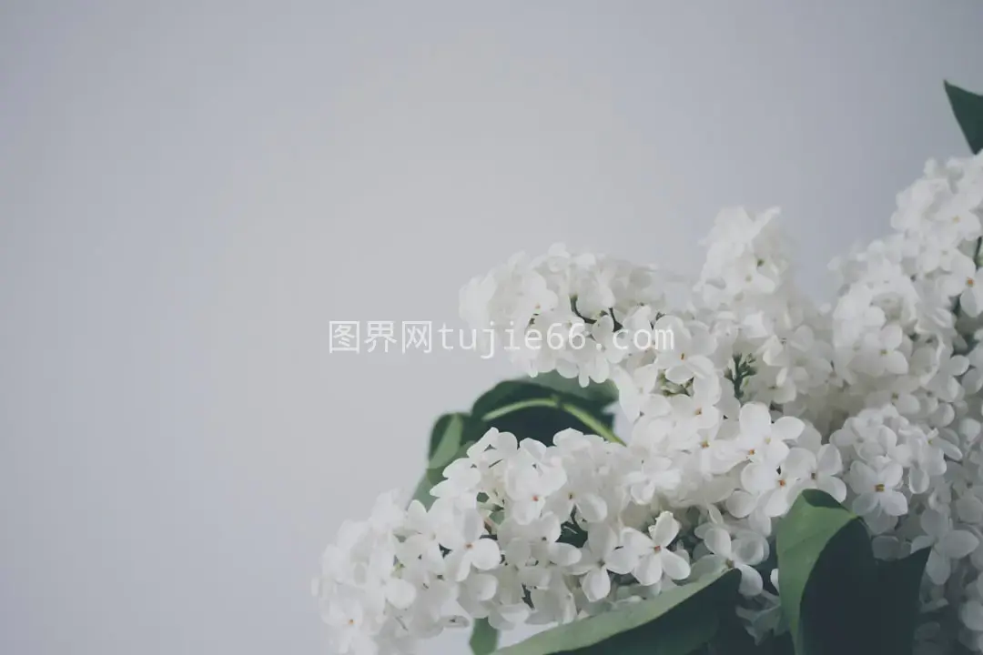 洁白花朵映眼帘图片