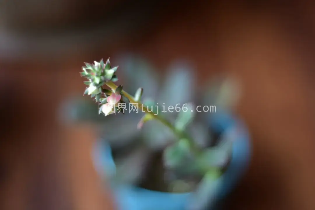 花瓶中特写花朵映入眼帘图片