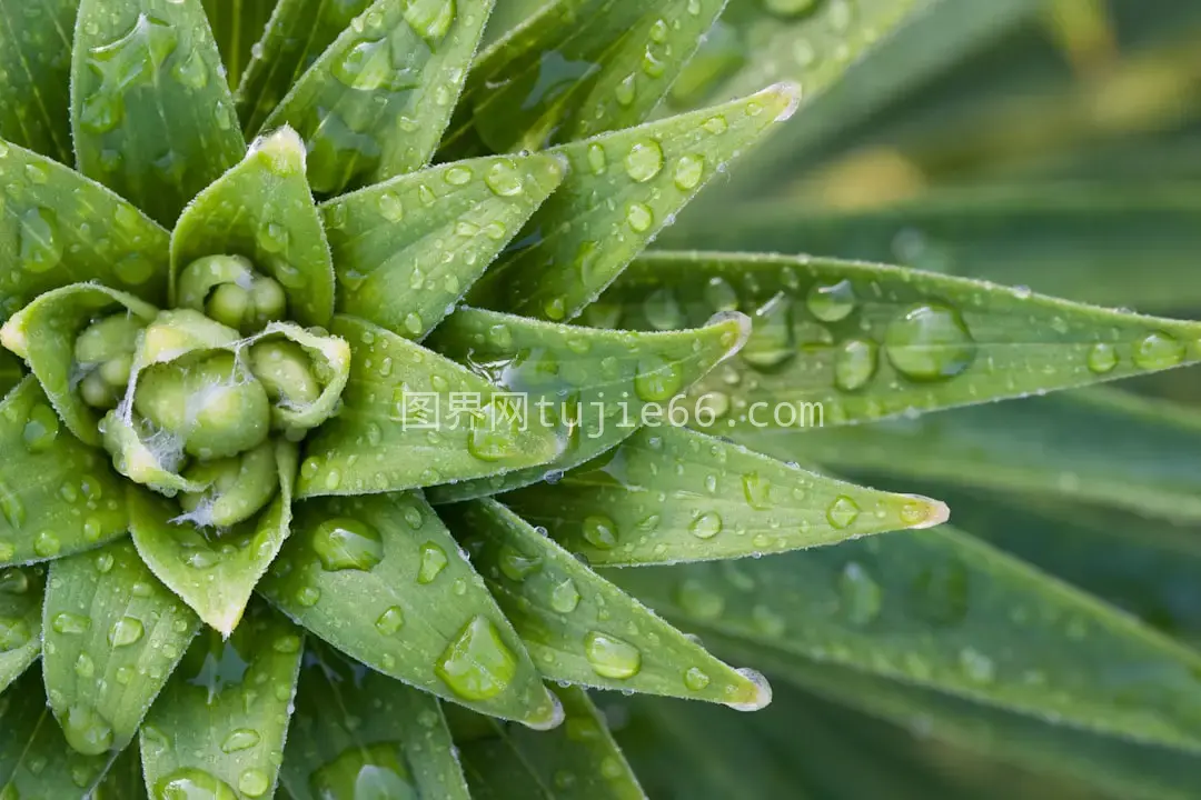 绿色叶片植物特写摄影美图图片