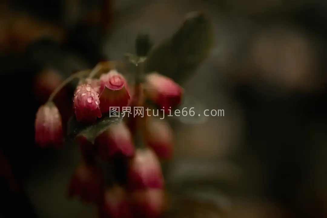 花朵特写镜头呈现图片