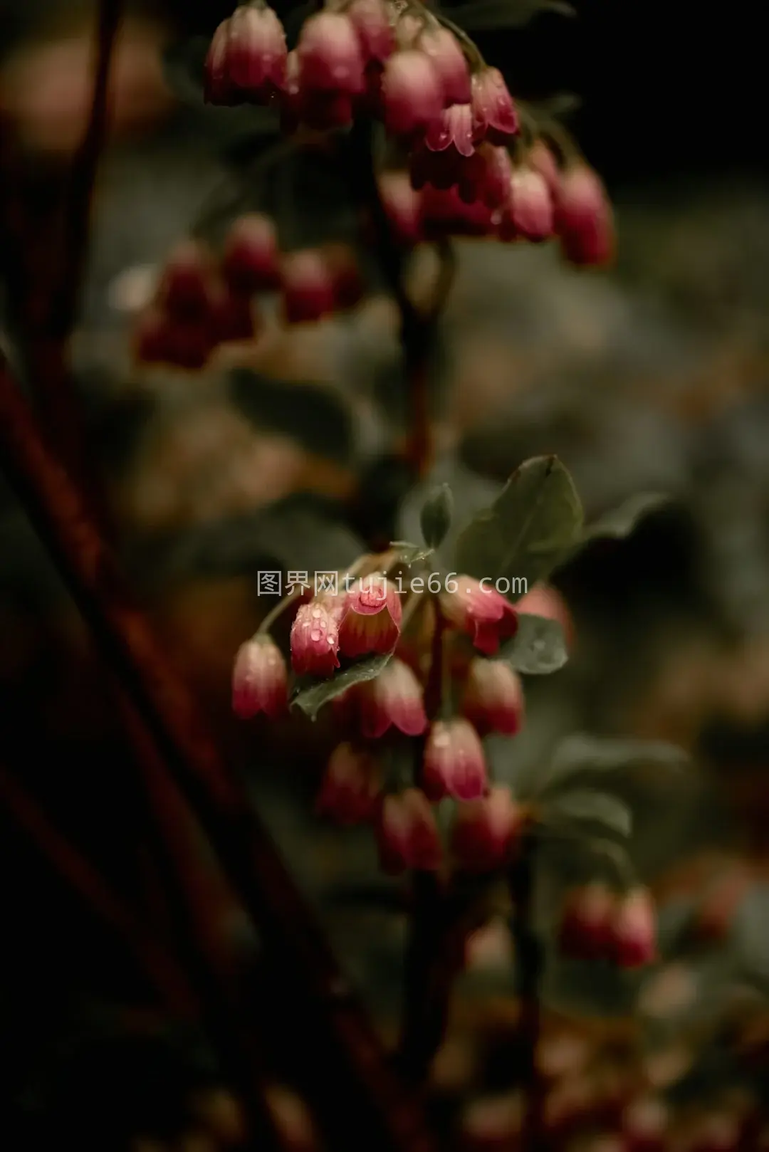 近距离花朵特写呈现美丽瞬间图片