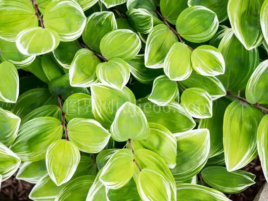 绿色植物填充画框摄影作品