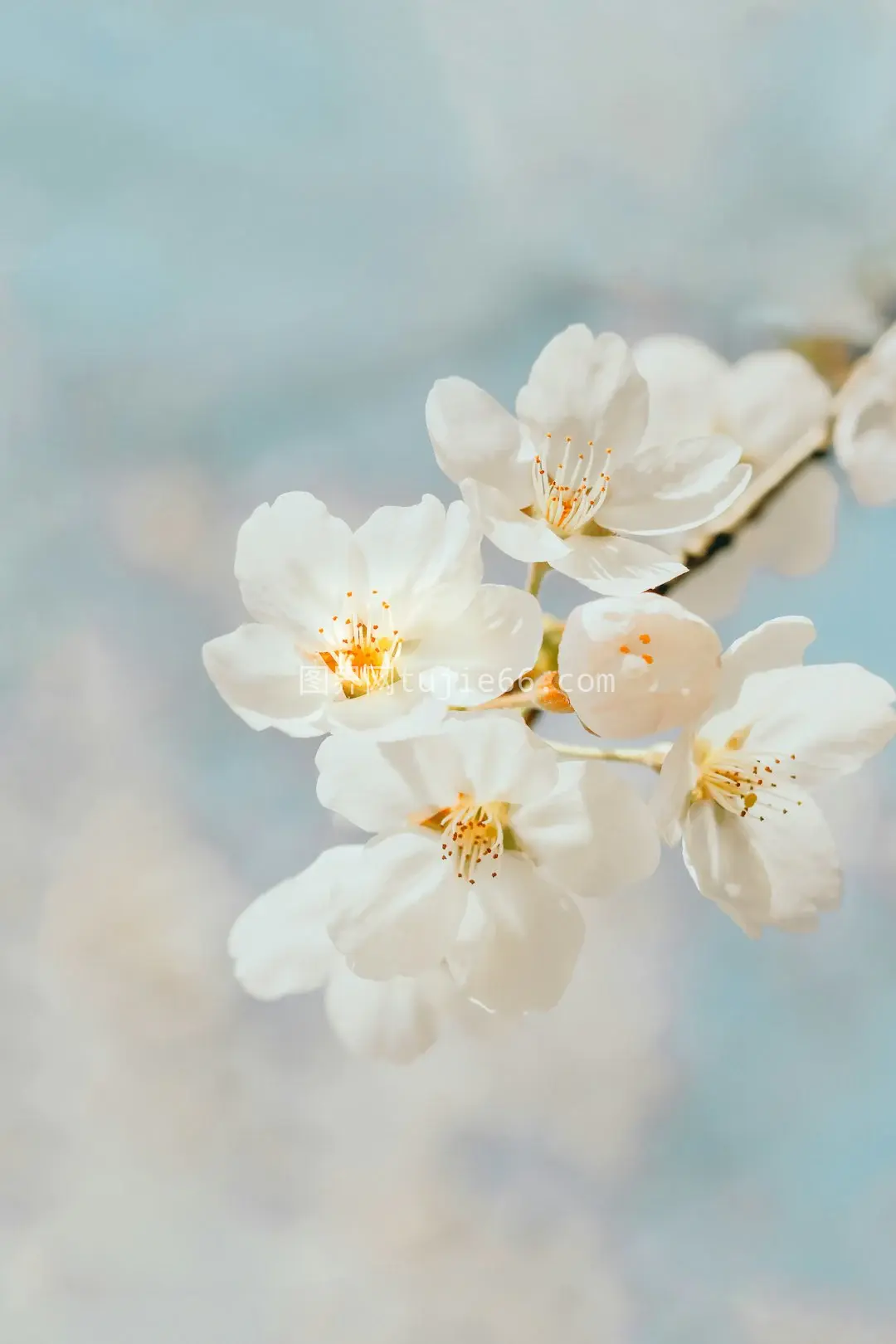 白色樱花特写摄影美图图片