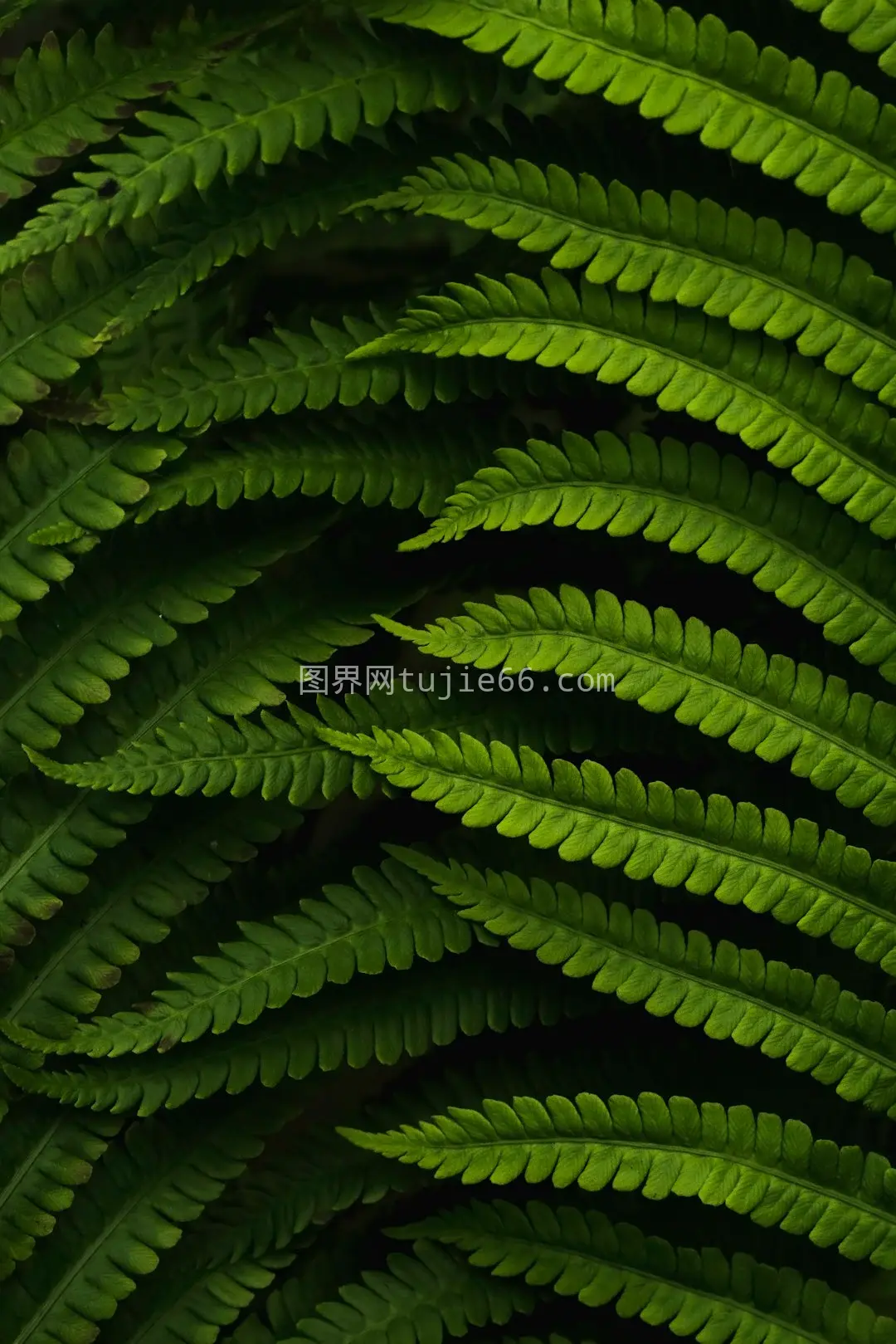 绿叶植物特写繁茂图图片