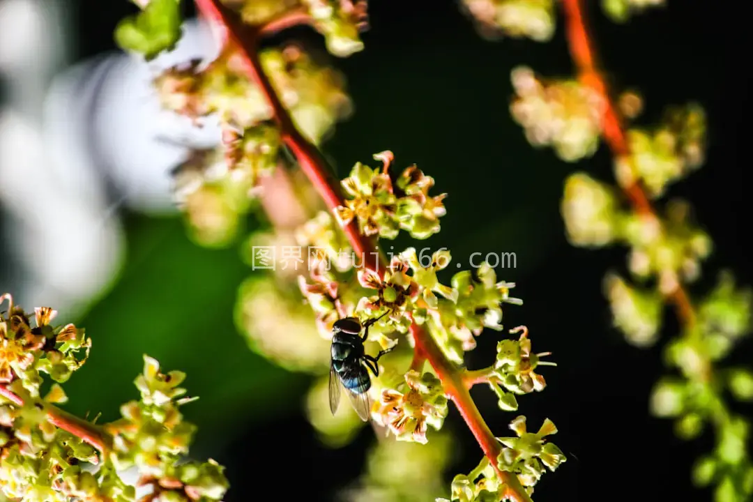 萤火虫映绿花瓣特写摄影图片