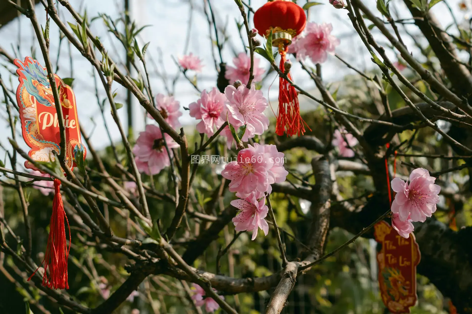 粉桃红烛春节景图片