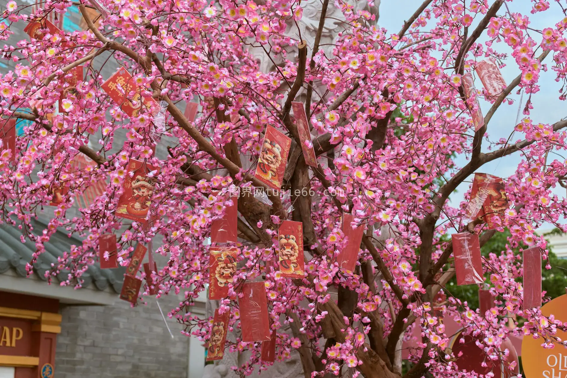 雅加达樱花树挂红包庆佳节图片