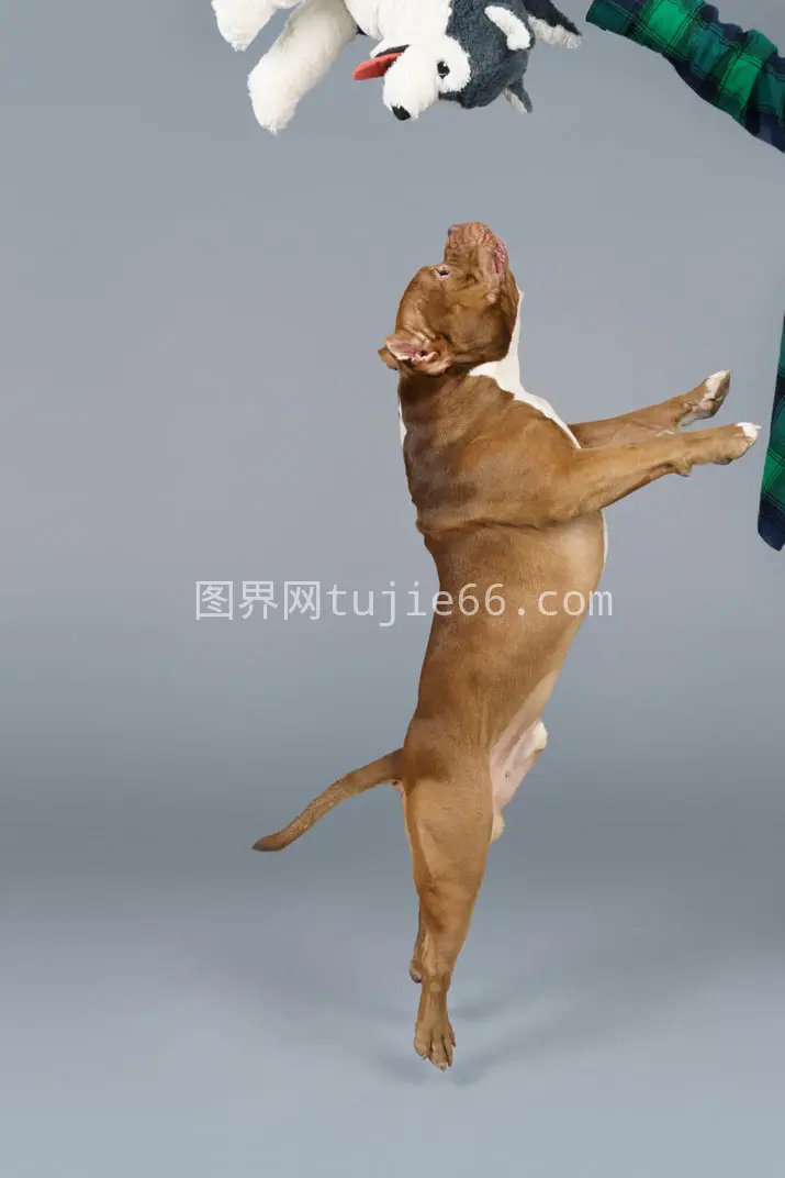 棕色斗牛犬跃起捉玩具犬图片