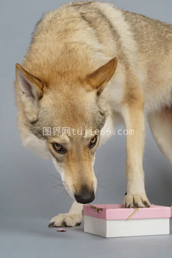 特写狼狗犬箱中寻物图片