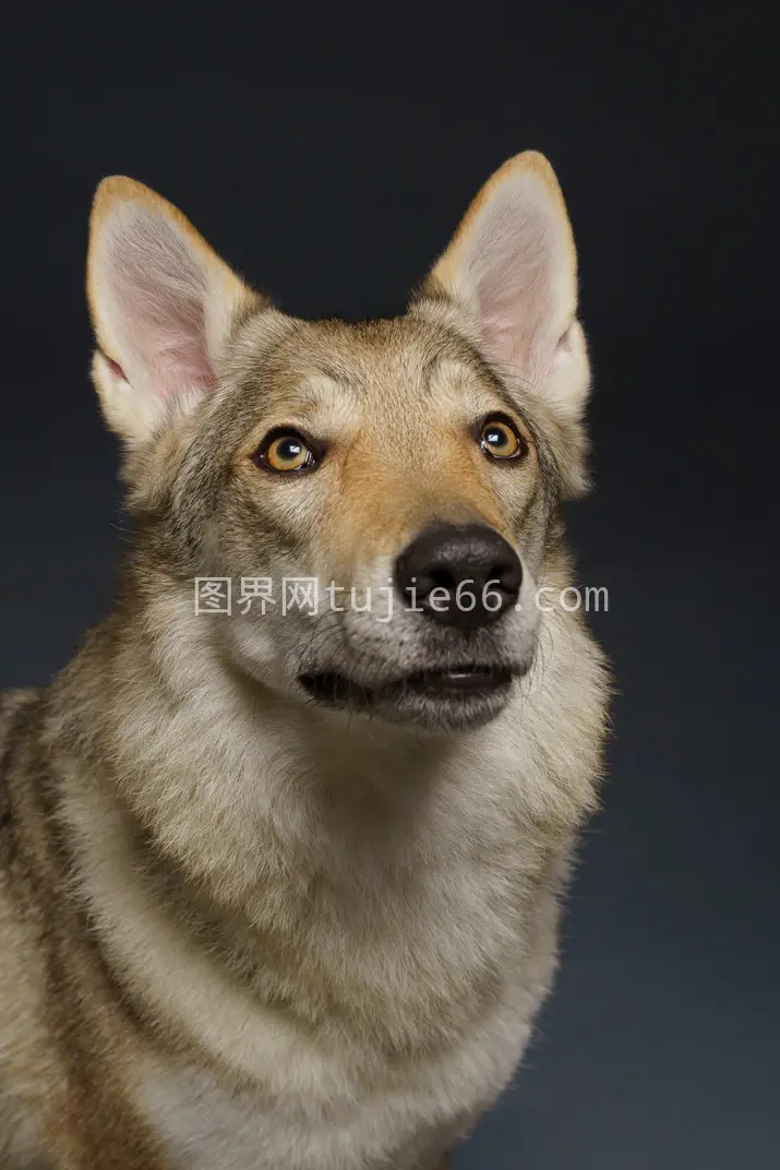 狼狗特写仰望镜头图片