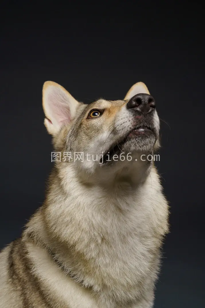 狼狗特写凝视瞬间图片