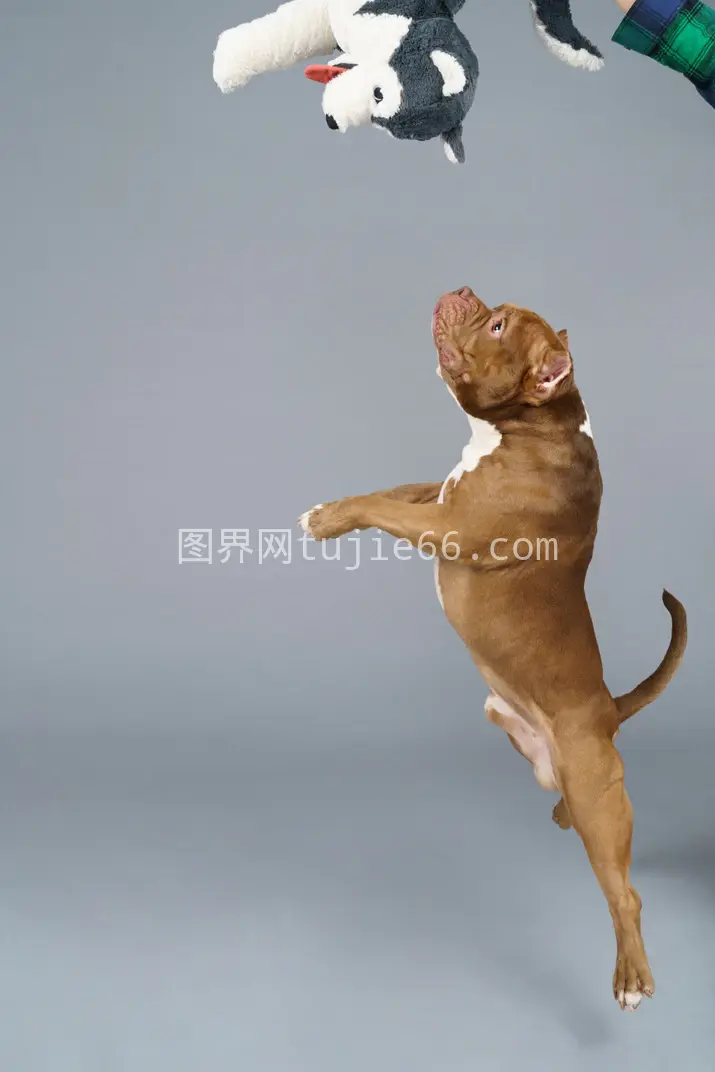 棕色斗牛犬跃捉玩具犬图片