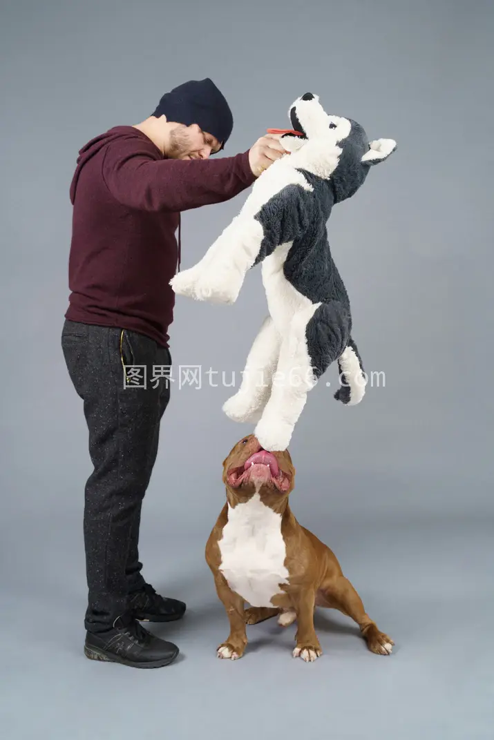 棕色斗牛犬与男主人玩毛绒狗玩具图片