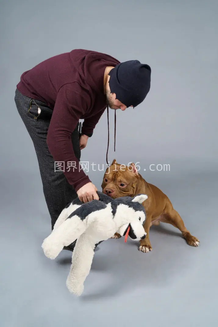 棕色斗牛犬男主人乐享玩具狗时光图片