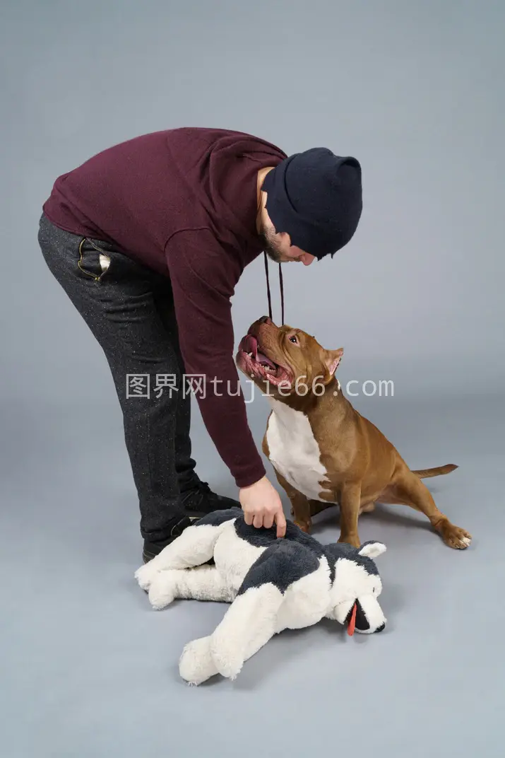 棕斗牛犬主人与毛绒玩具嬉戏图片